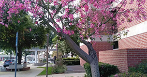 Glendora